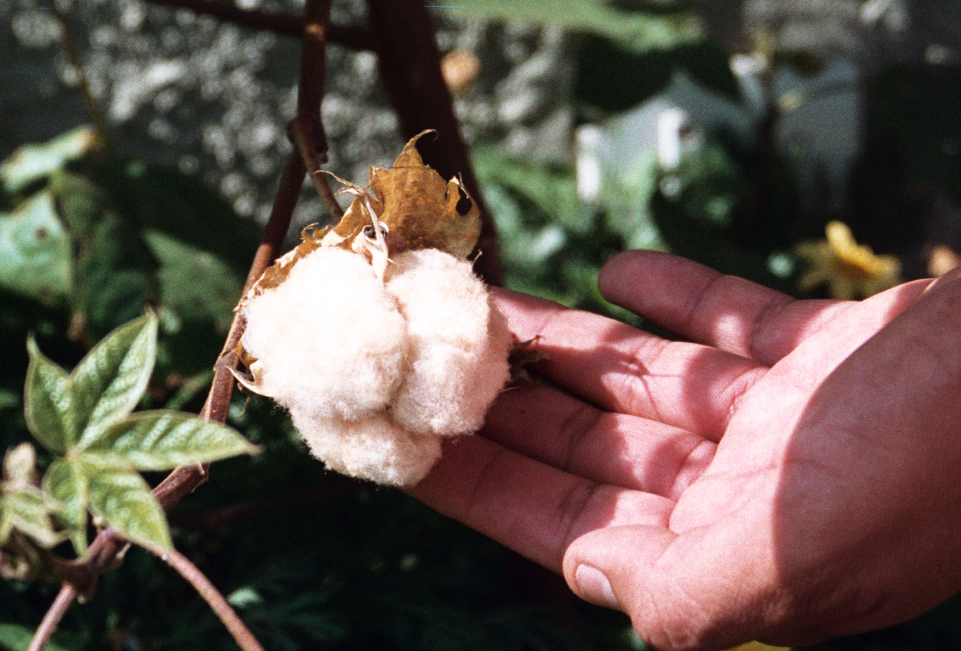 IMK cotton plant
